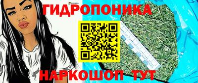 индика Кингисепп